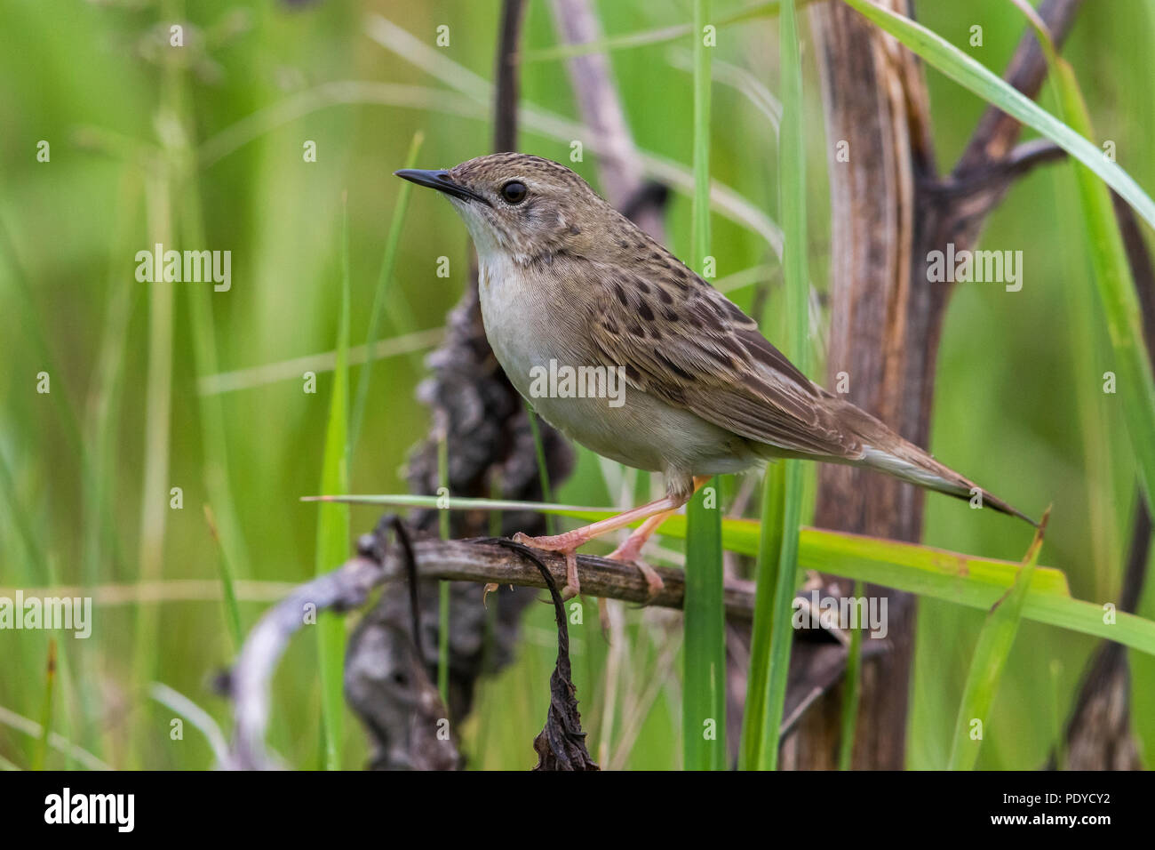 Östliche Unterart von Grasshopper Warbler; Locustella naevia straminea Stockfoto