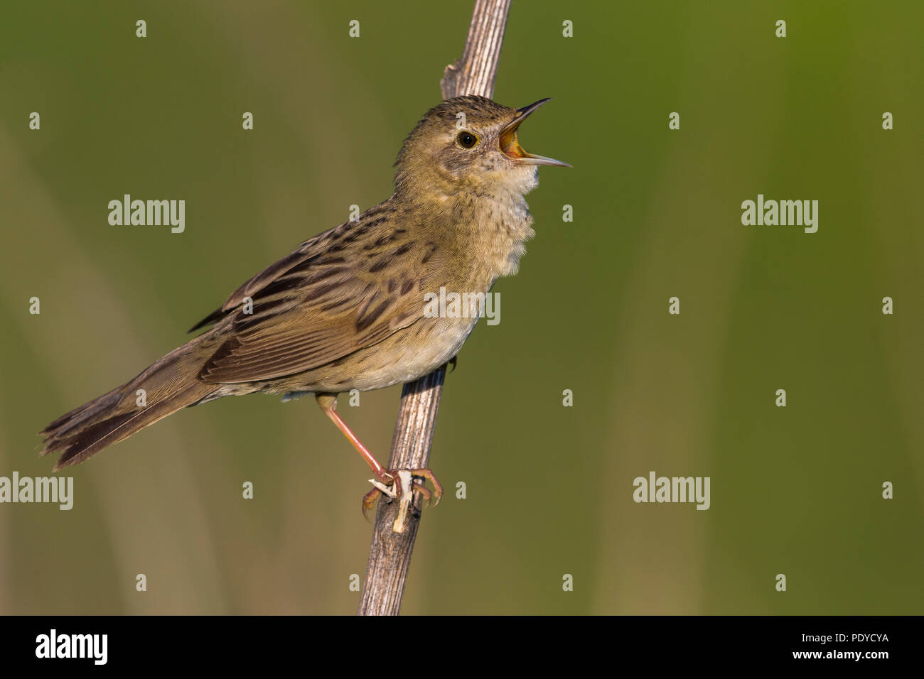 Östliche Unterart von Grasshopper Warbler; Locustella naevia straminea Stockfoto