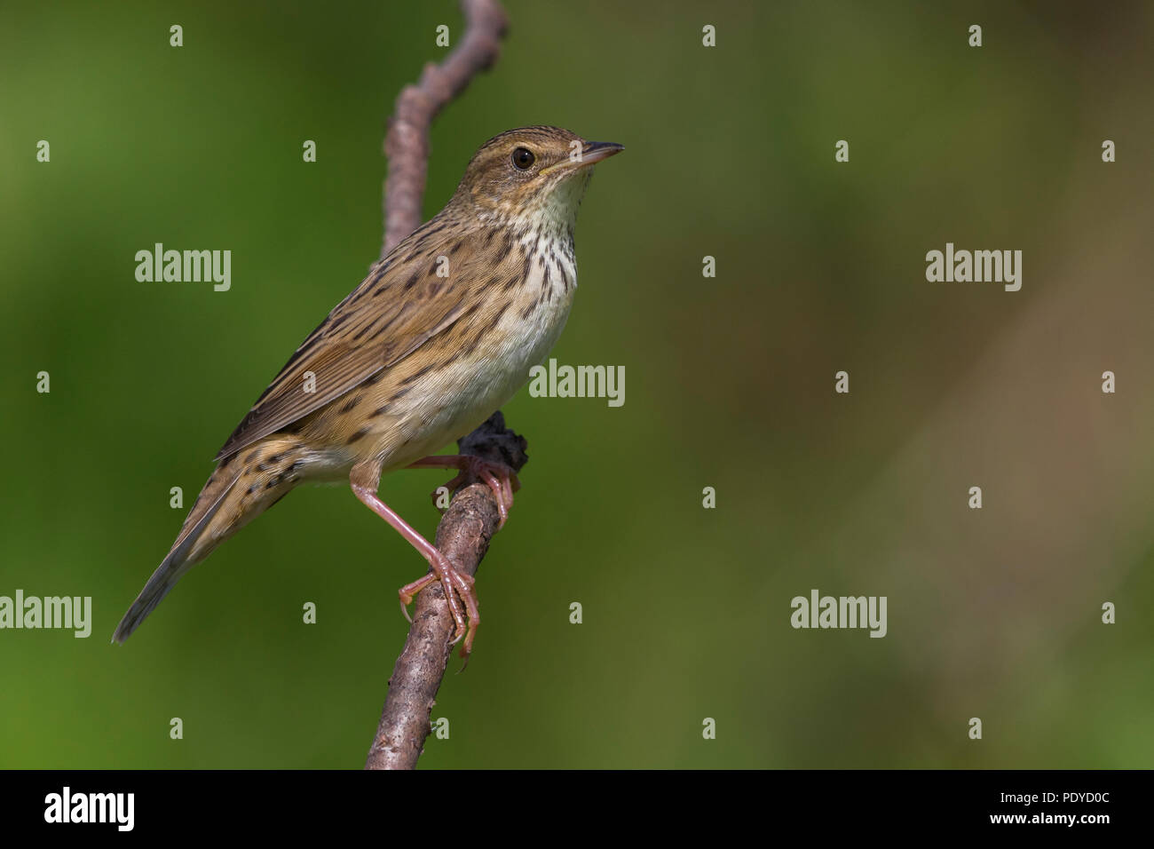 Lanceolated Warbler; Locustella Integrifolia Stockfoto