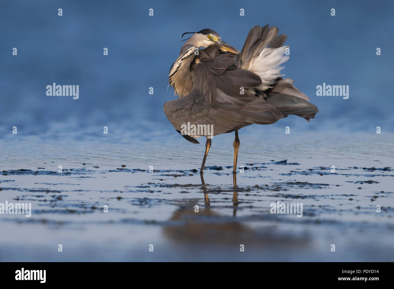 Graureiher Ardea cinerea; Stockfoto