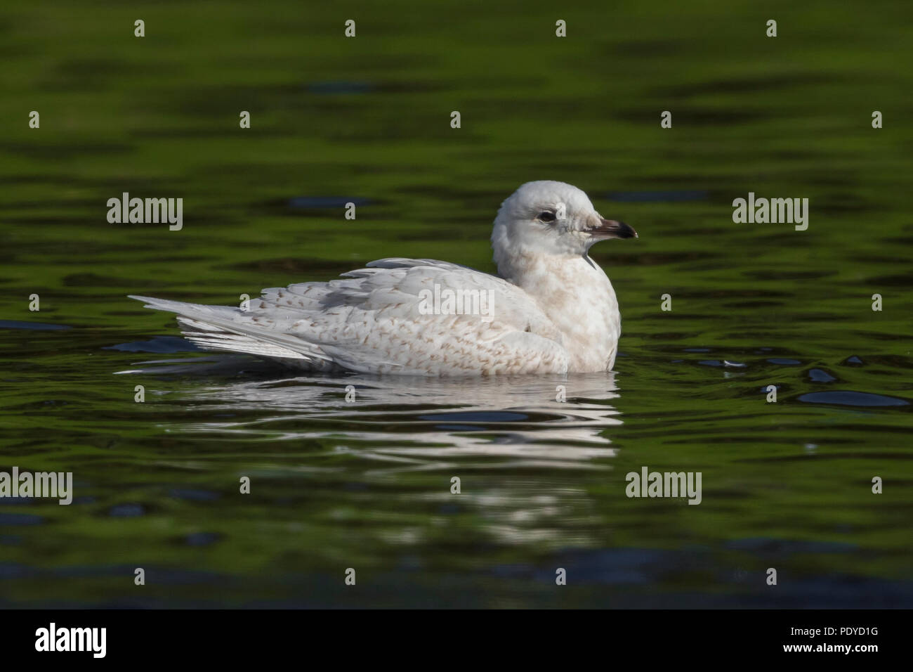 Schwimmen Island Gull, Larus glaucoides Stockfoto