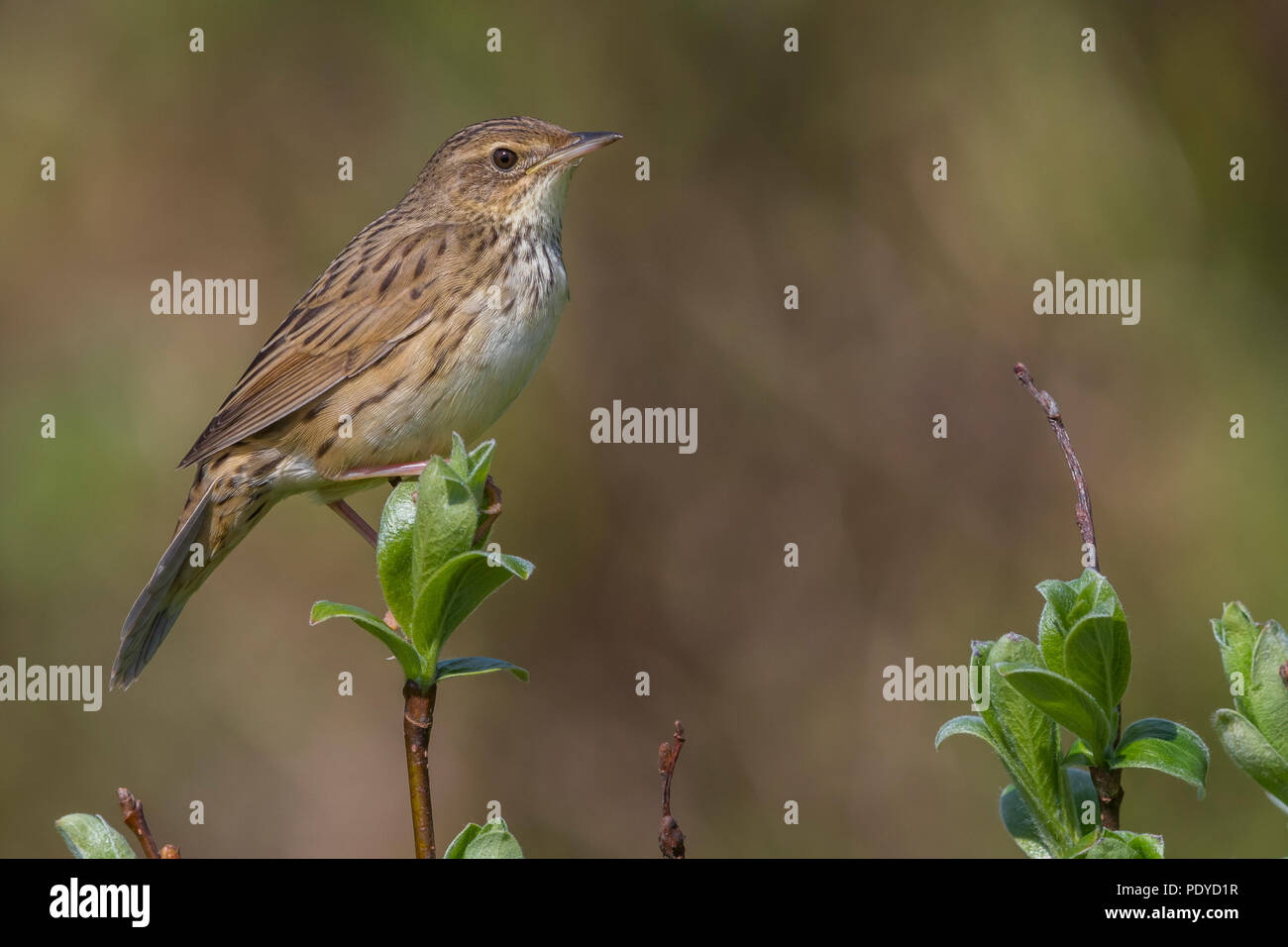 Lanceolated Warbler; Locustella Integrifolia Stockfoto