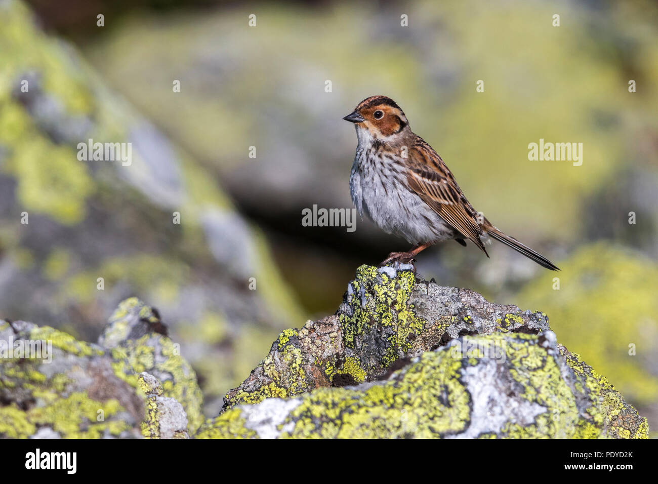 Wenig Bunting (Emberiza pusilla) Erwachsenen zwischen lichten - bedeckte Felsen Stockfoto
