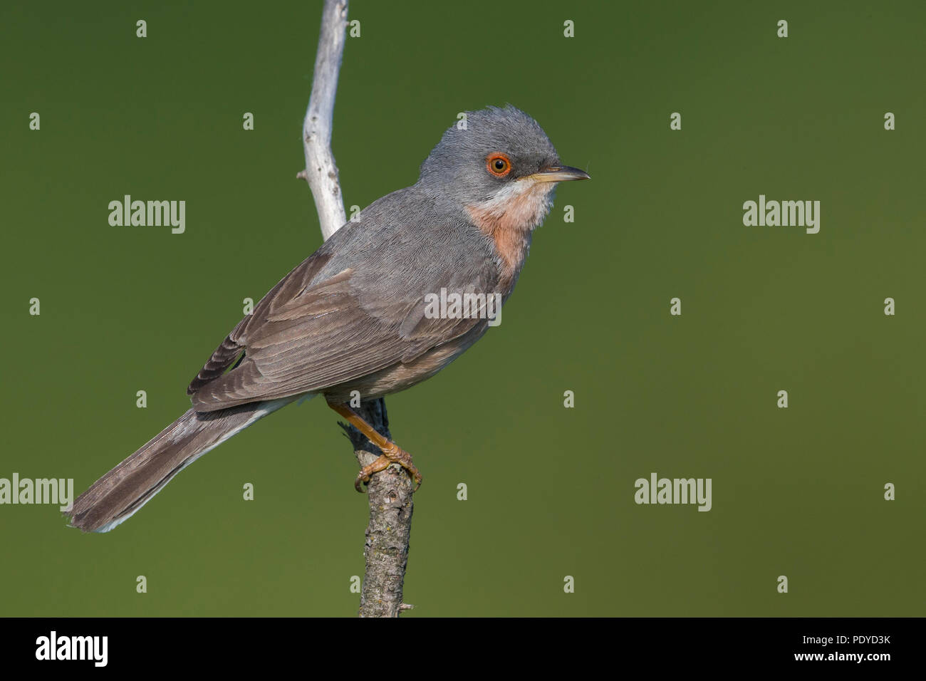 Moltoni Grasmücke (Sylvia Subalpina) Stockfoto