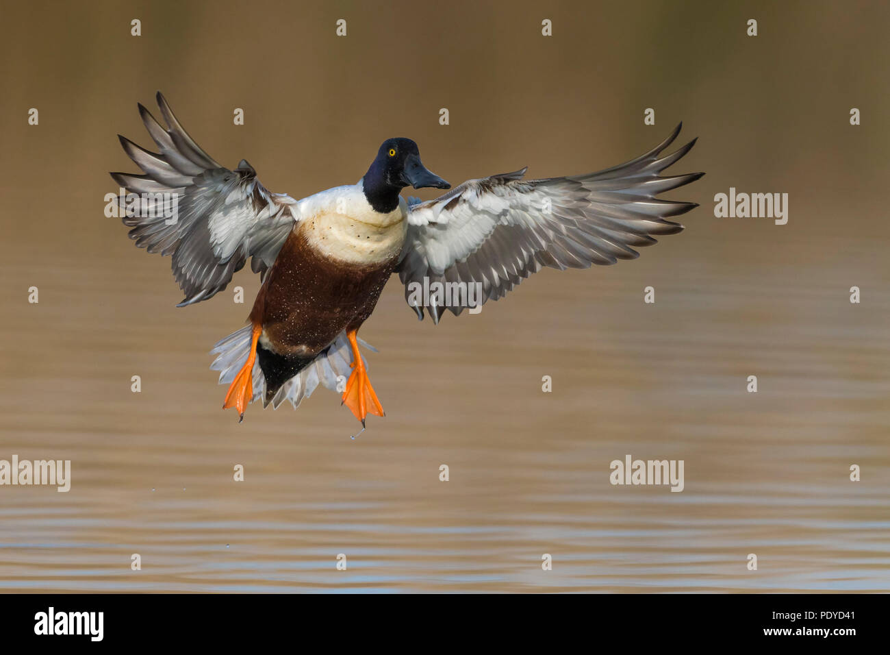 Männliche Northern Shoveler Anas Clypeata; Stockfoto