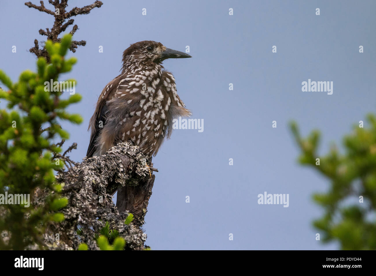 Nussknacker; Nucifraga caryocatactes macrorhynchos Stockfoto