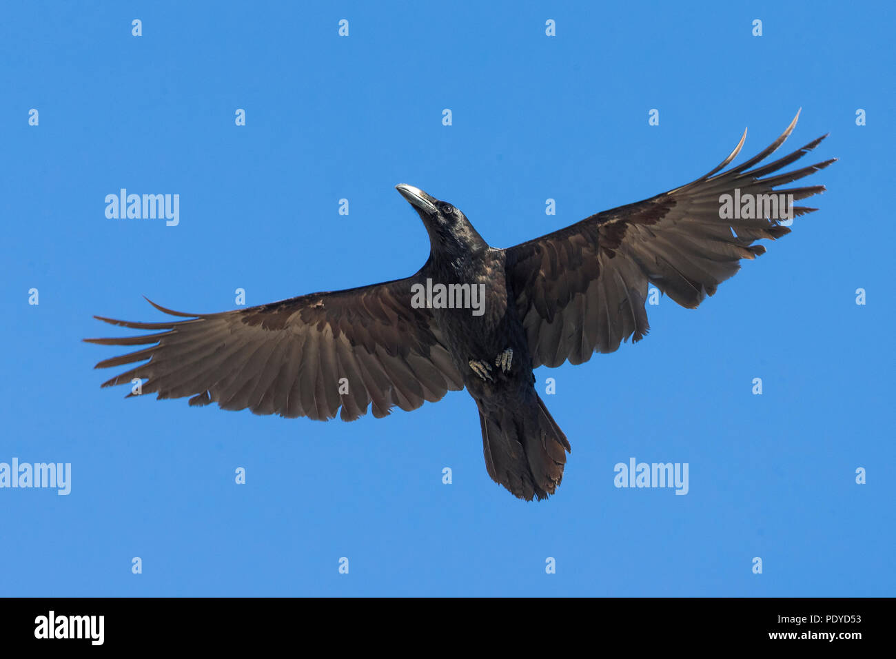 Flying Raven; Corvus Corax Stockfoto