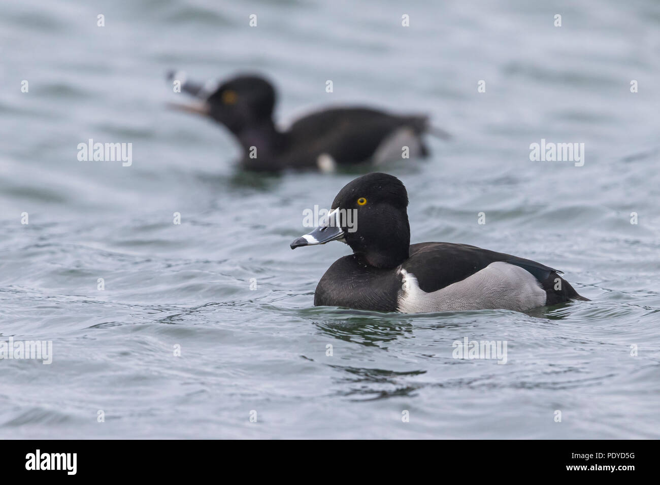 Zwei männliche Ring-necked Enten schwimmen; Aythya collaris Stockfoto