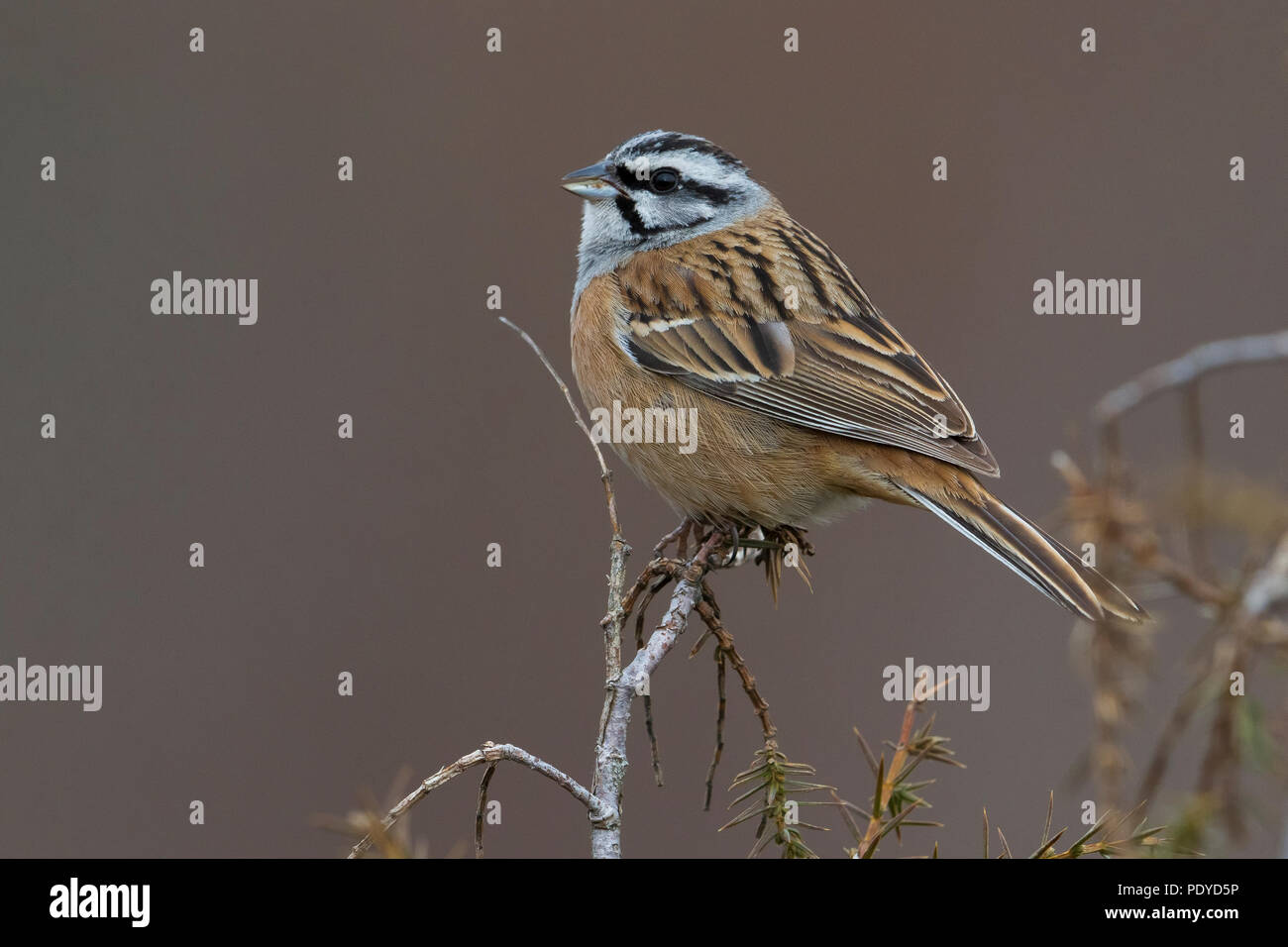 Zippammer Emberiza cia; Stockfoto