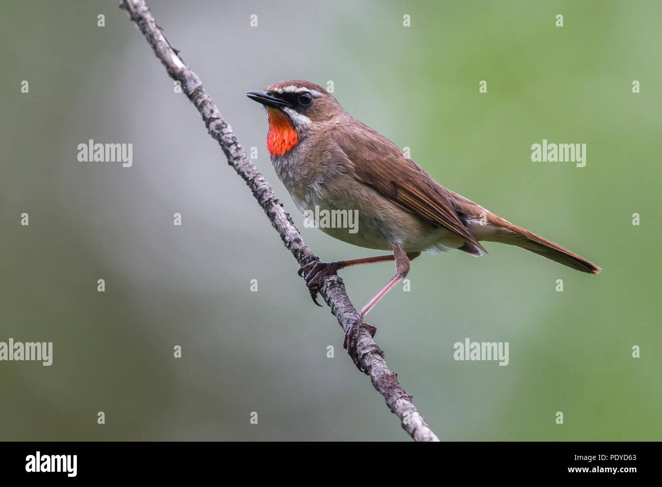 Calliope calliope Fotos und Bildmaterial in hoher Auflösung Alamy