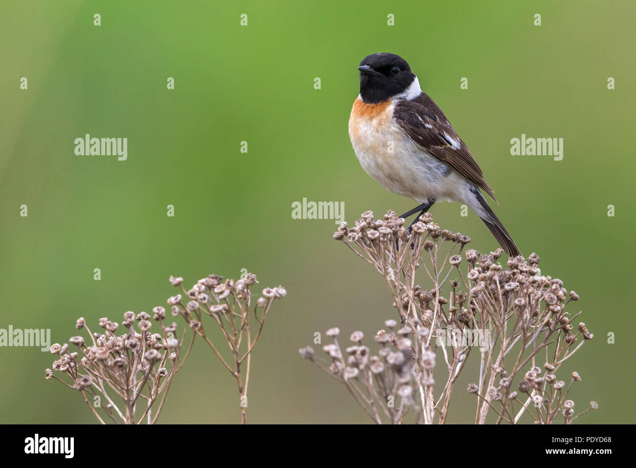 Männliche sibirisches Schwarzkehlchen Saxicola maurus; Stockfoto