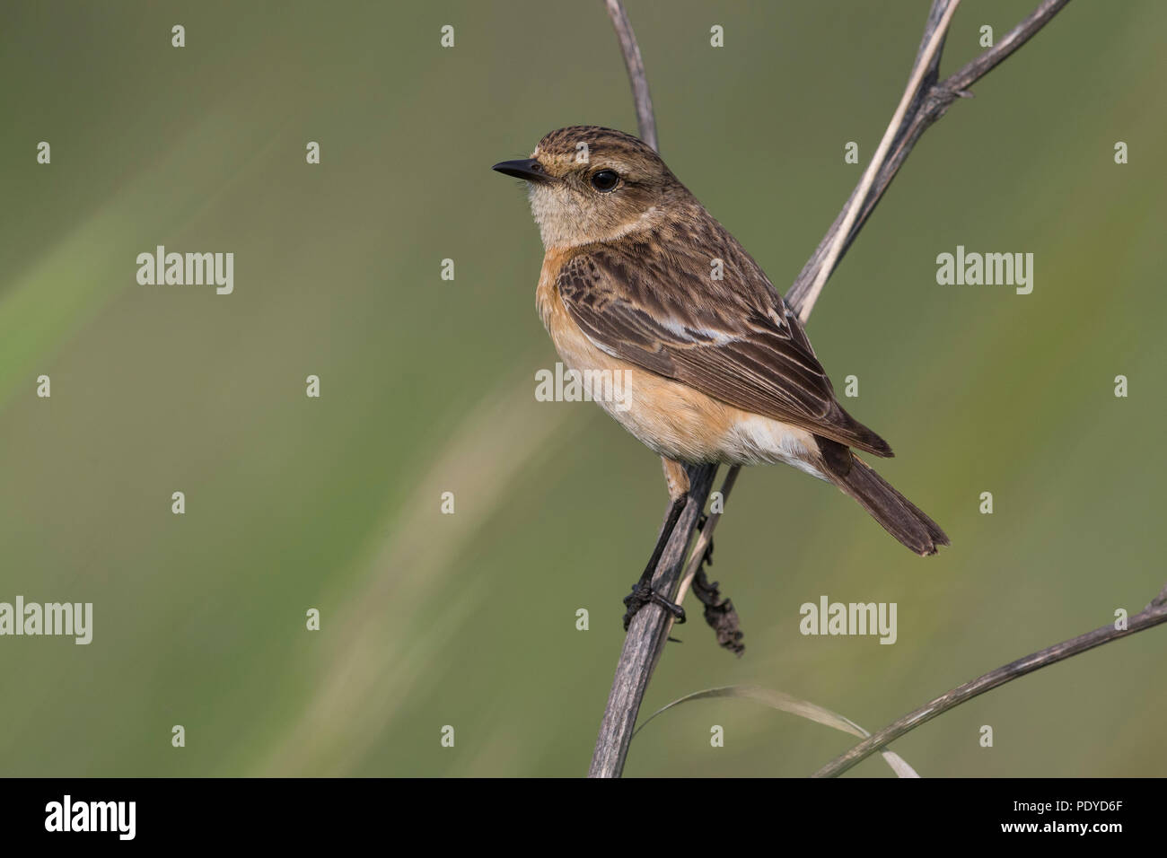 Weibliche sibirisches Schwarzkehlchen Saxicola maurus; Stockfoto