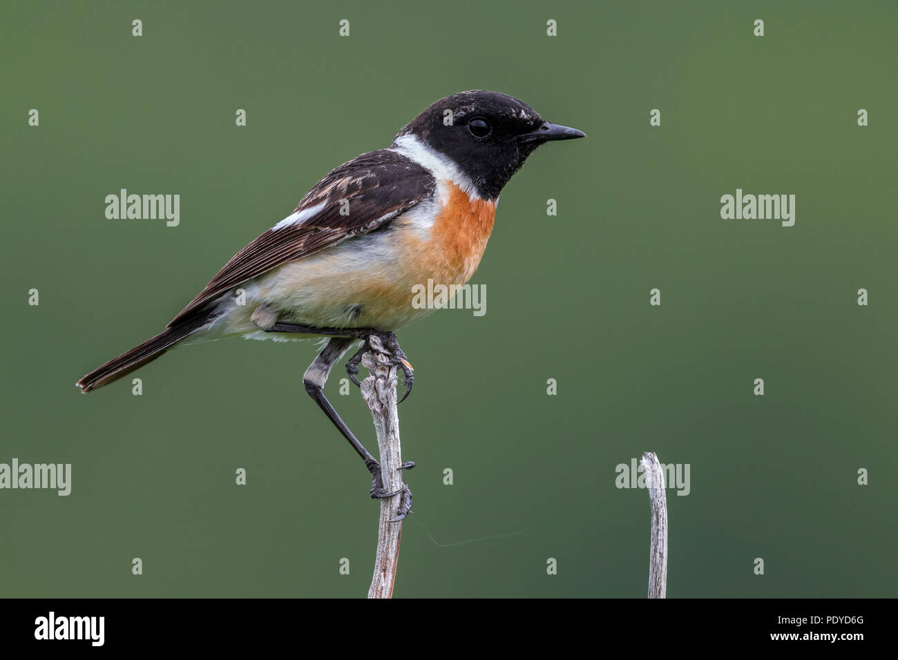Männliche sibirisches Schwarzkehlchen Saxicola maurus; Stockfoto