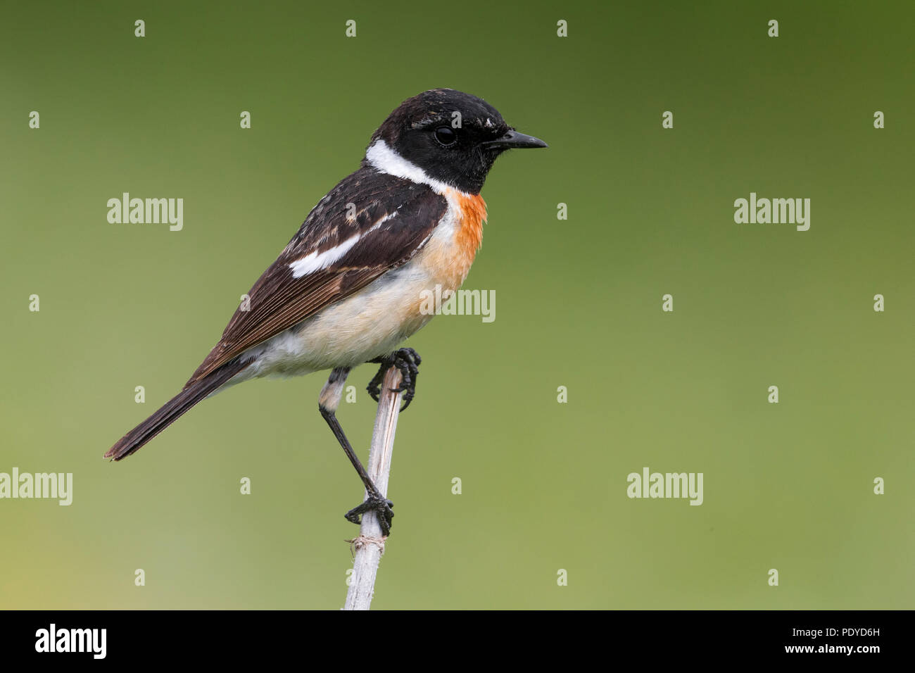 Männliche sibirisches Schwarzkehlchen Saxicola maurus; Stockfoto
