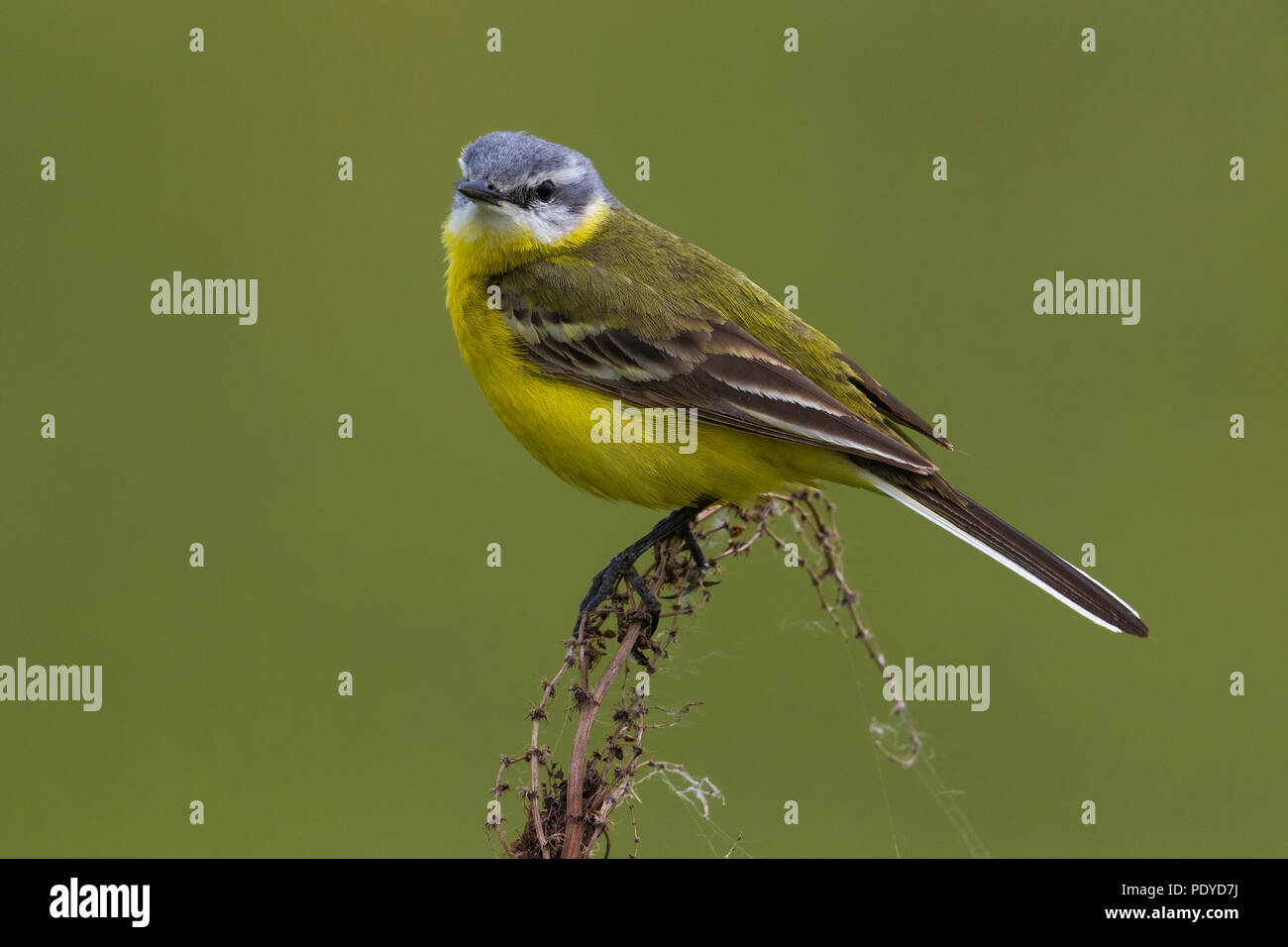 Männliche Sykes die Schafstelze Motacilla flava beema; Stockfoto