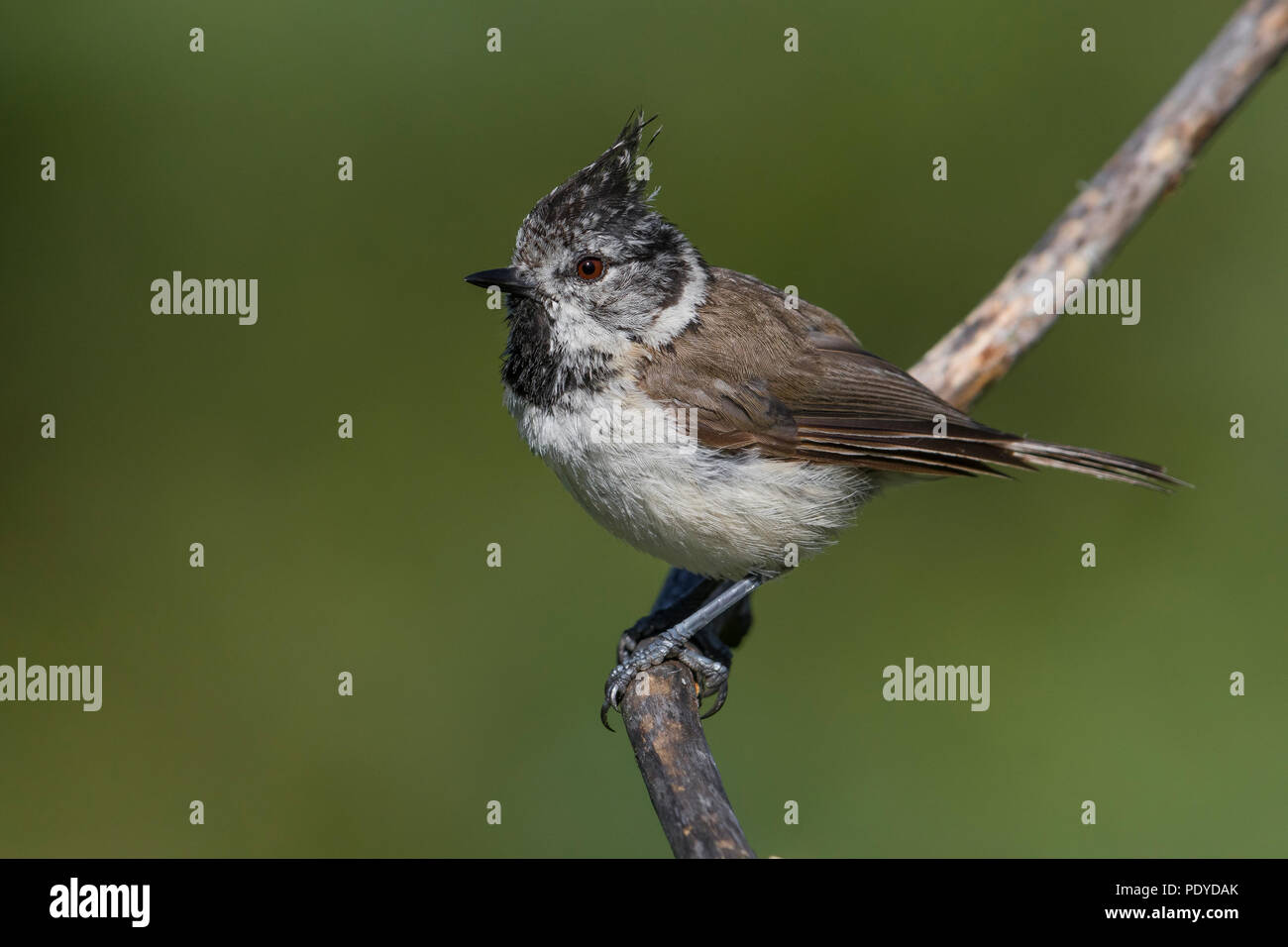 Crested Tit; Lophophanes cristatus Stockfoto
