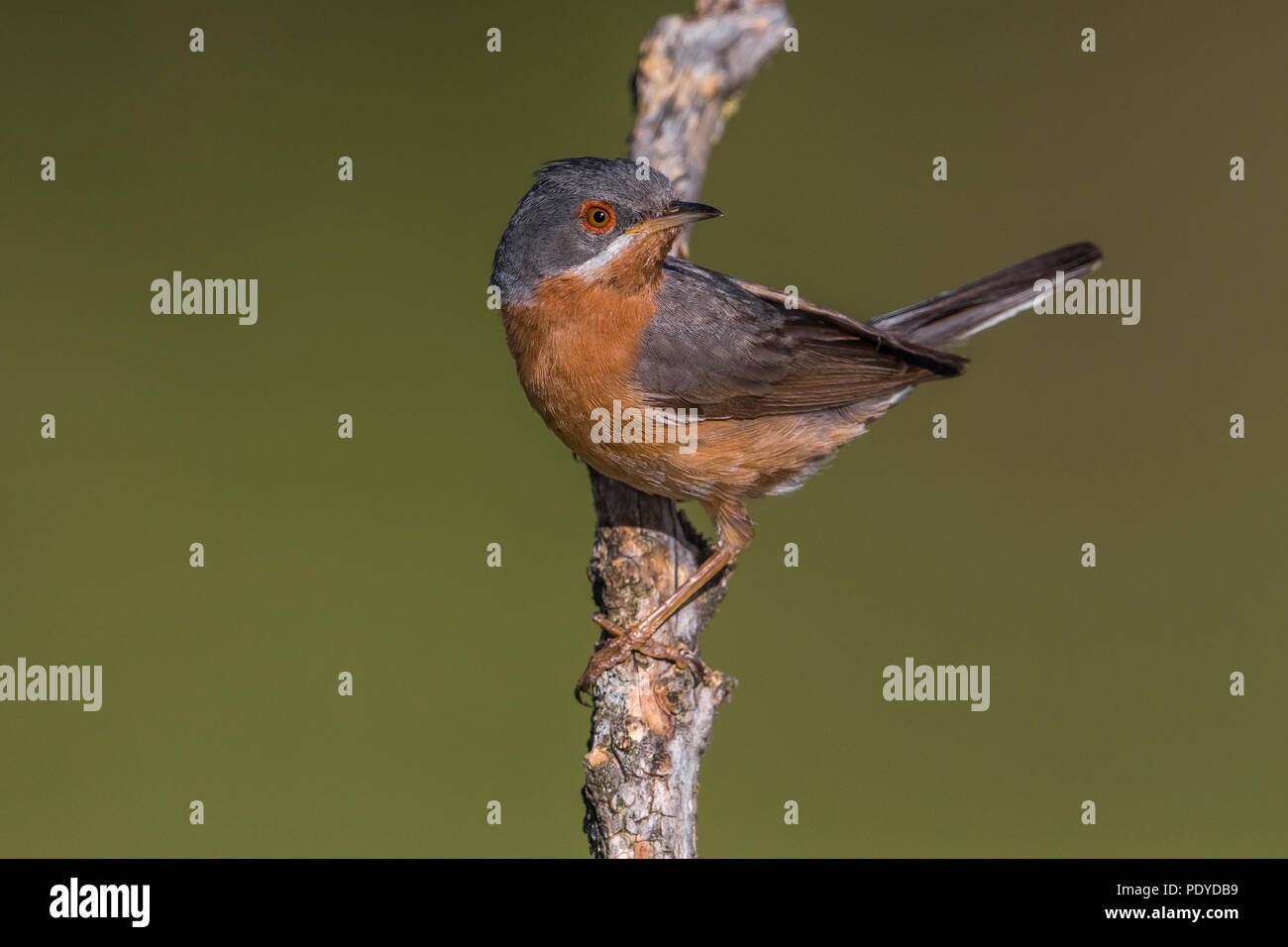 Erwachsene männliche Western Bartgrasmücke; Sylvia inornata iberiae Stockfoto