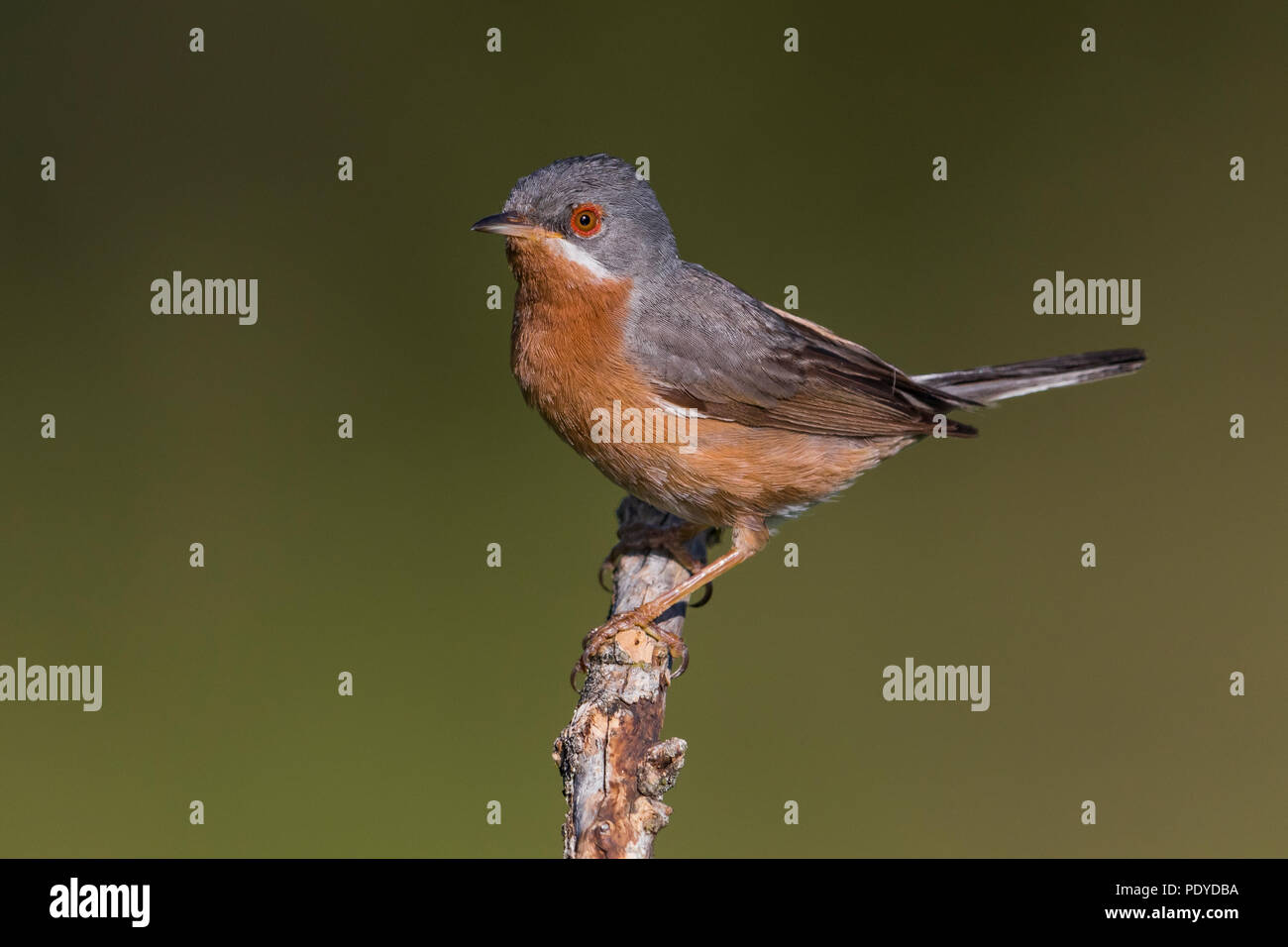Erwachsene männliche Western Bartgrasmücke; Sylvia inornata iberiae Stockfoto