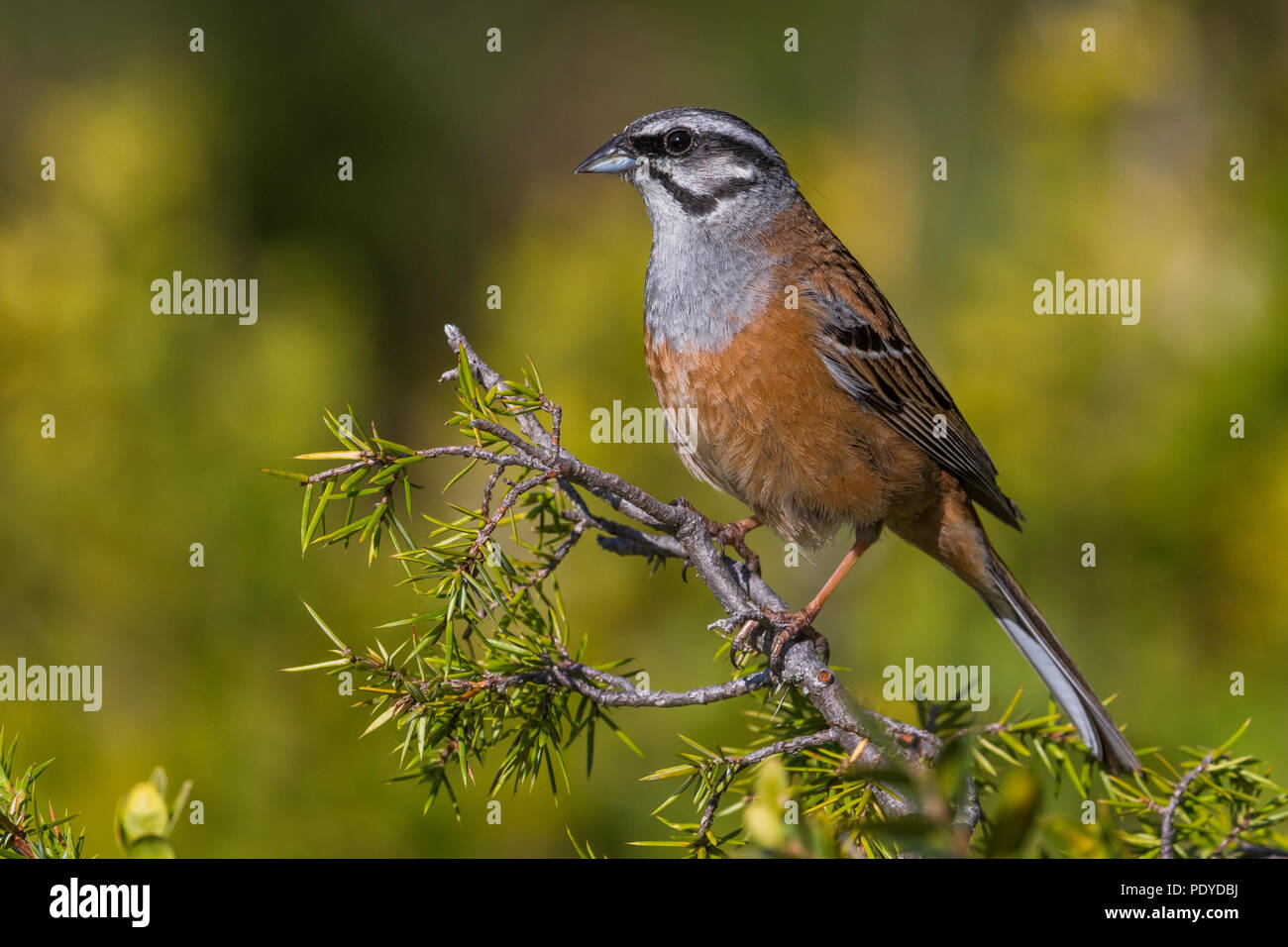 Erwachsene männliche Zippammer Emberiza cia; Stockfoto