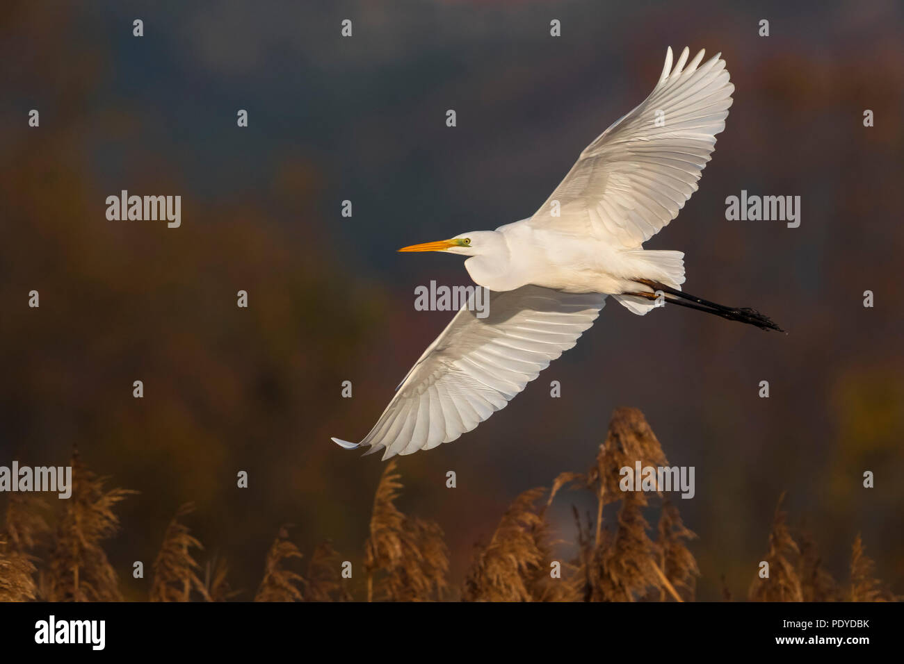 Silberreiher, Ardea alba Stockfoto