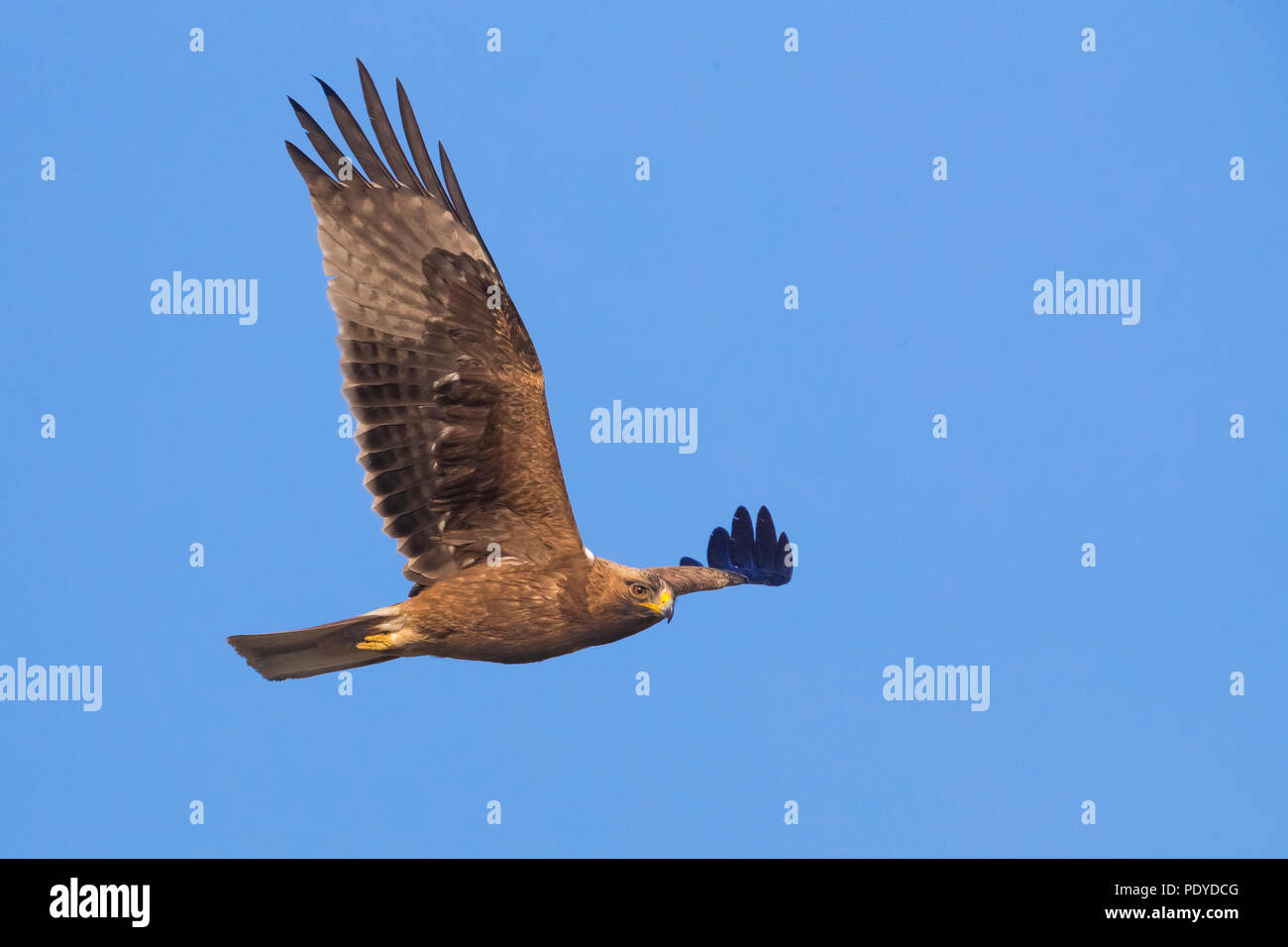 Dunkle Phase gestartet Eagle (Aquila pennata) fliegen Stockfoto