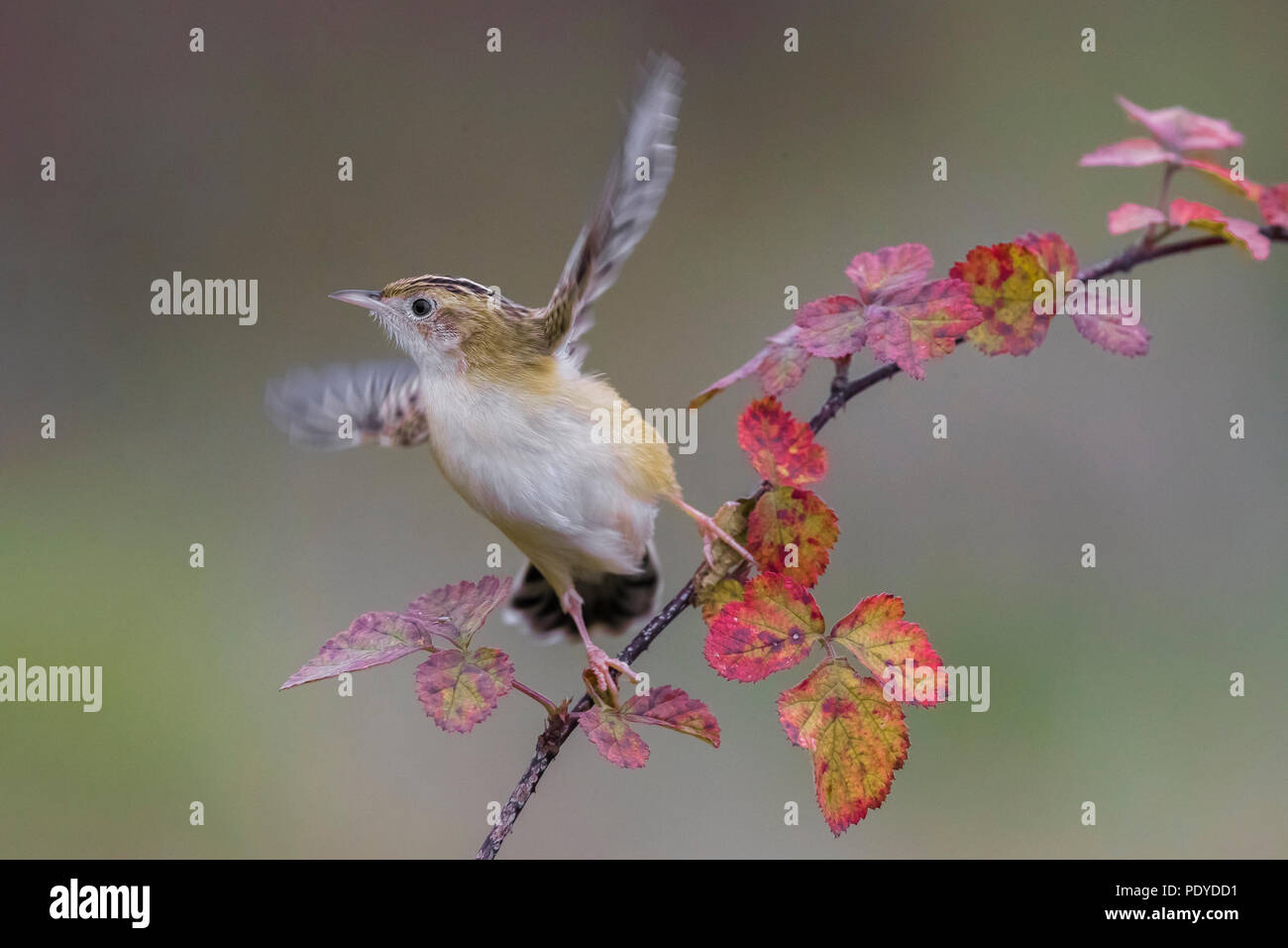 Zitting Cisticola juncidis Cisticola; Stockfoto