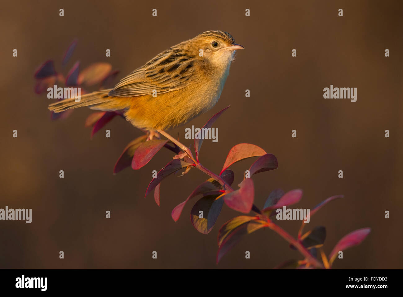 Zitting Cisticola juncidis Cisticola; Stockfoto
