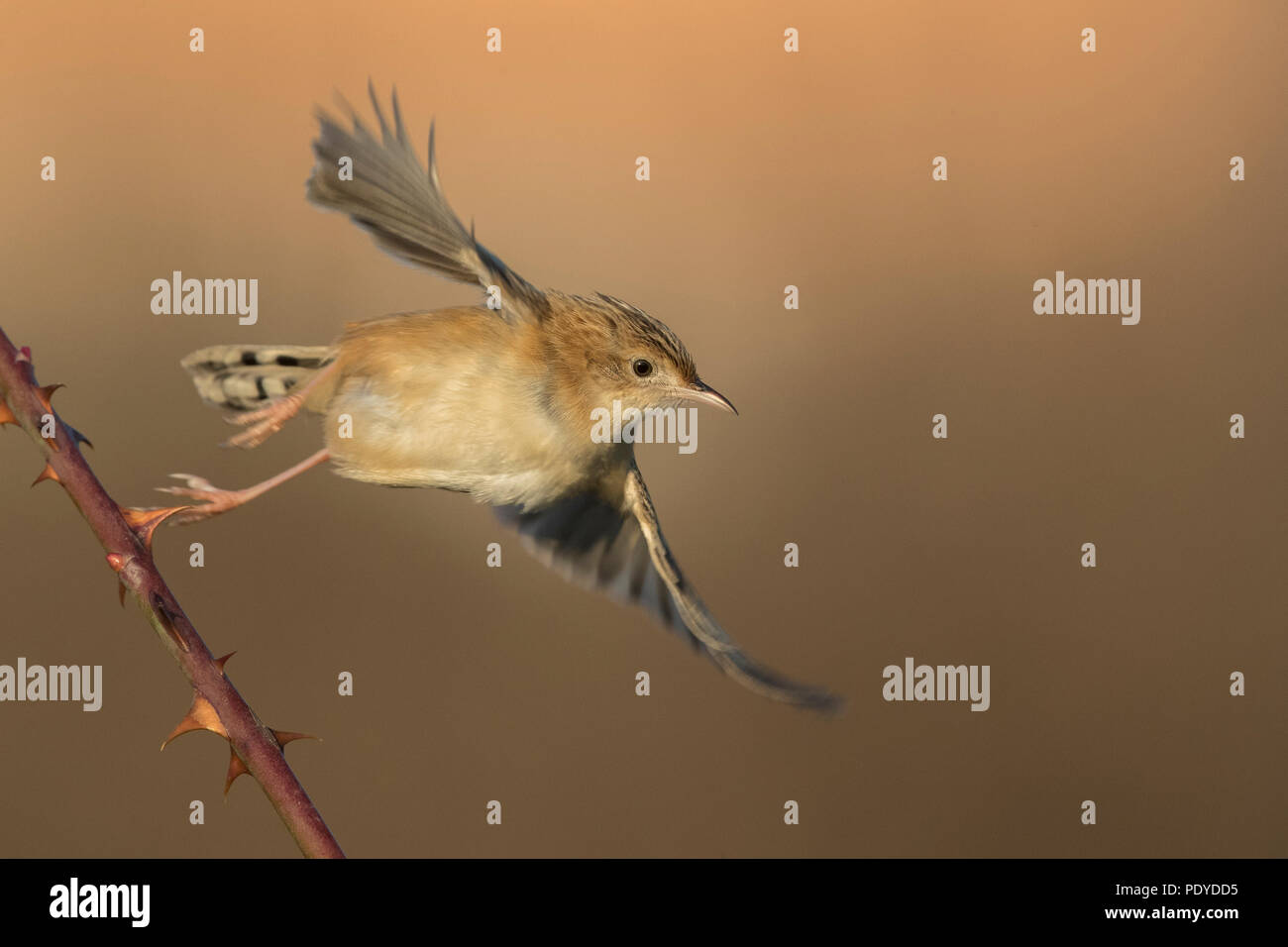 Zitting Cisticola juncidis Cisticola; Stockfoto