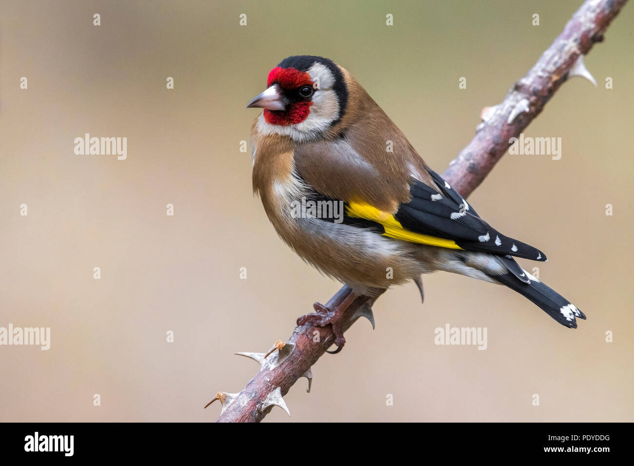 Eurasian Goldfinch; Carduelis carduelis Stockfoto