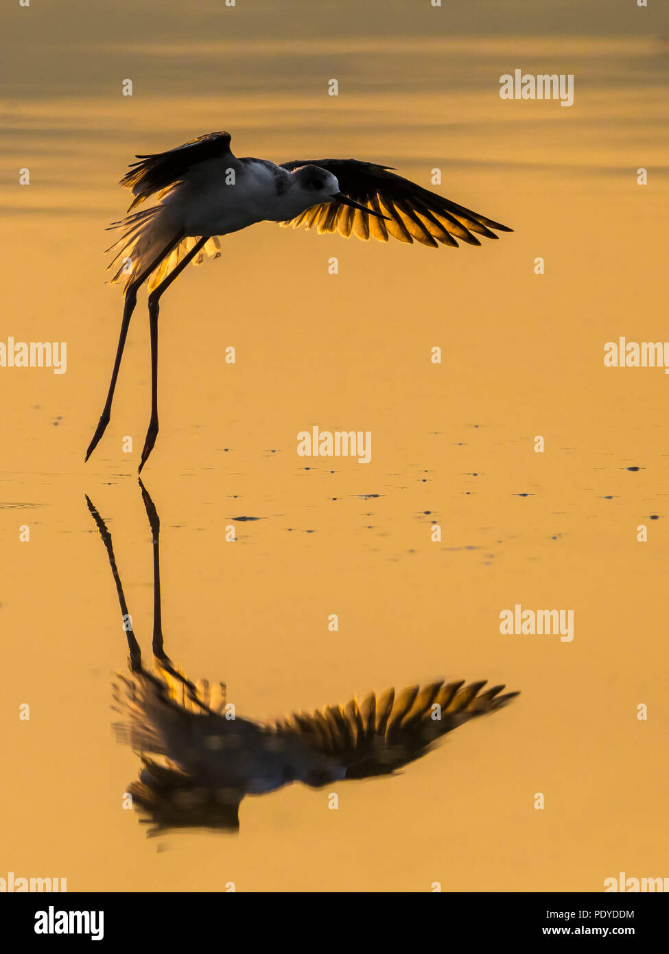 Schwarz - geflügelte Stelzenläufer Himantopus himantopus; Stockfoto