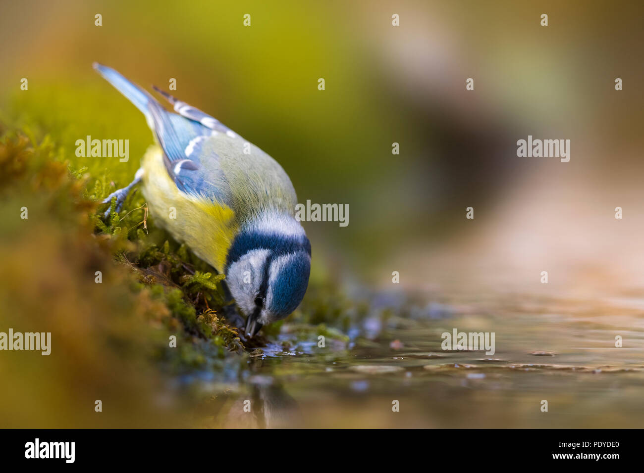 Trinken Blaumeise; Cyanistes caeruleus Stockfoto