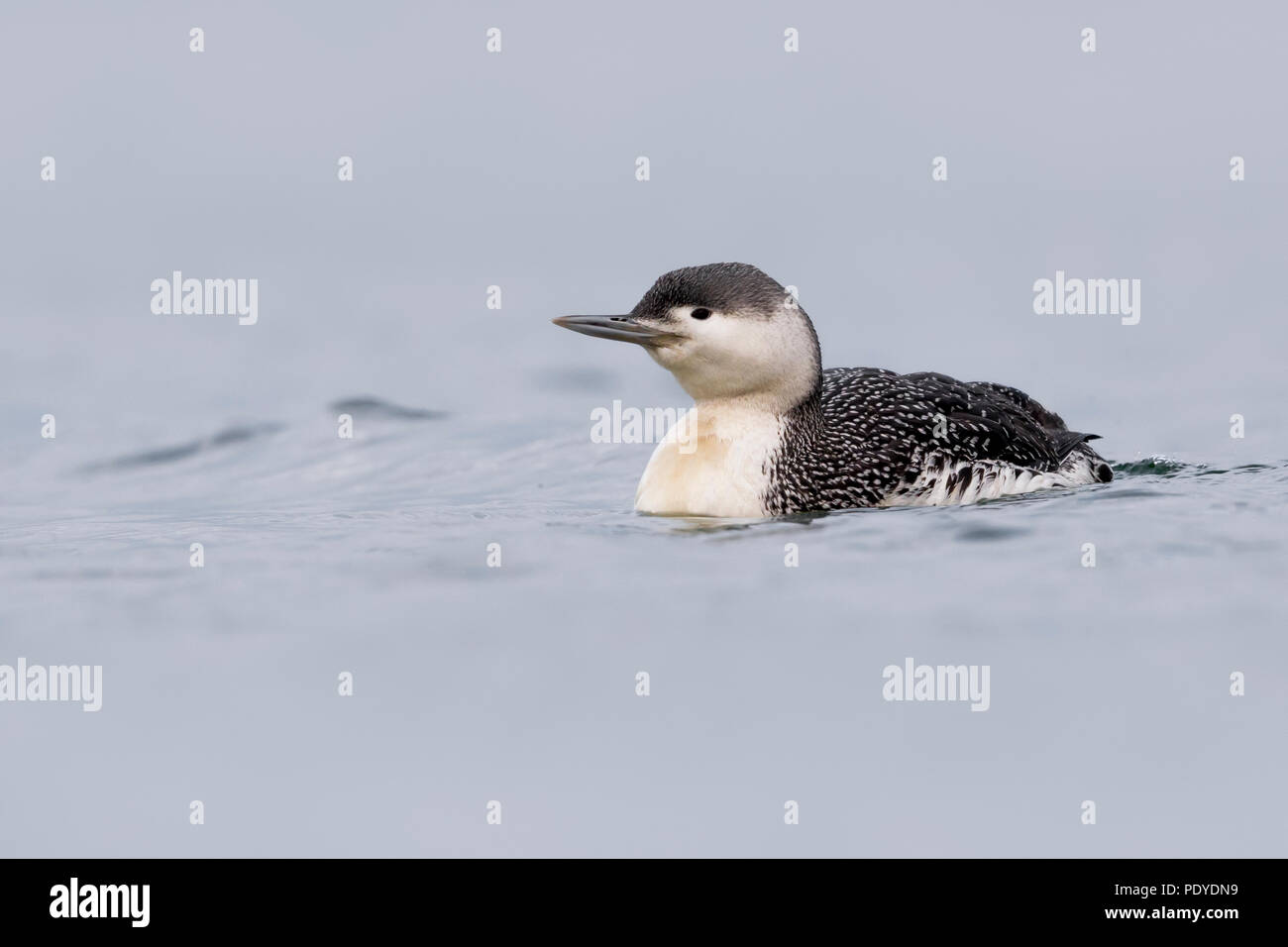 Red-throated Diver; Gavia Stellata Stockfoto