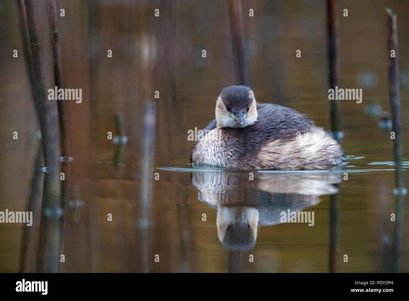 Zwergtaucher Tachybaptus ruficollis; Stockfoto