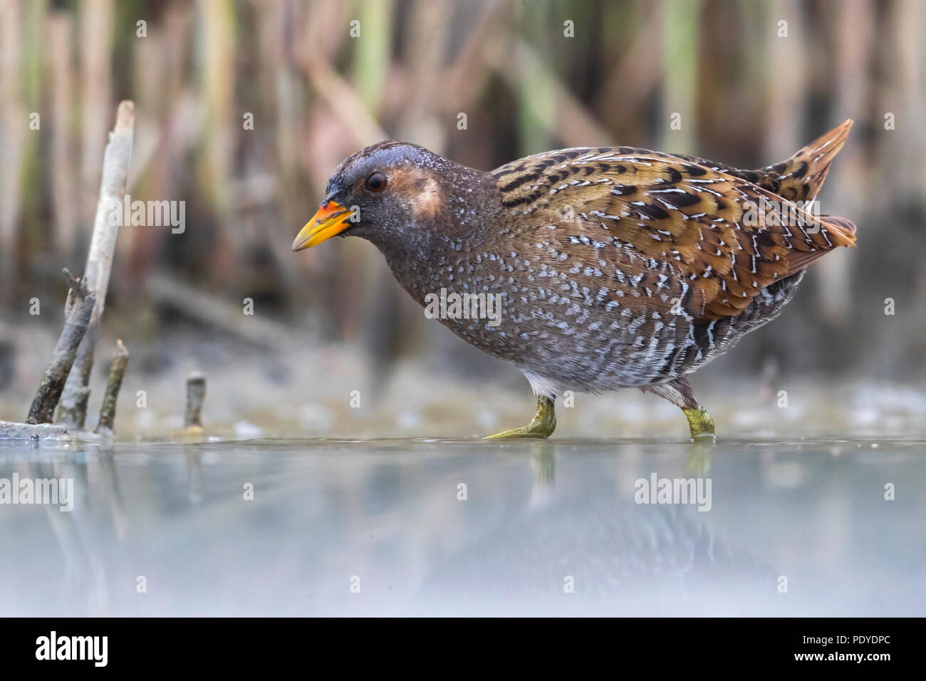 Tüpfelsumpfhuhn Porzana porzana; Stockfoto
