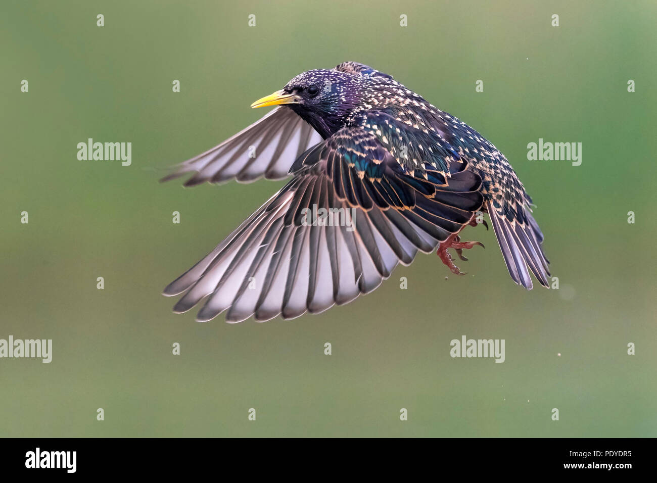 Gemeinsamen Starling (Sturnus Vulgaris) fliegen Stockfoto