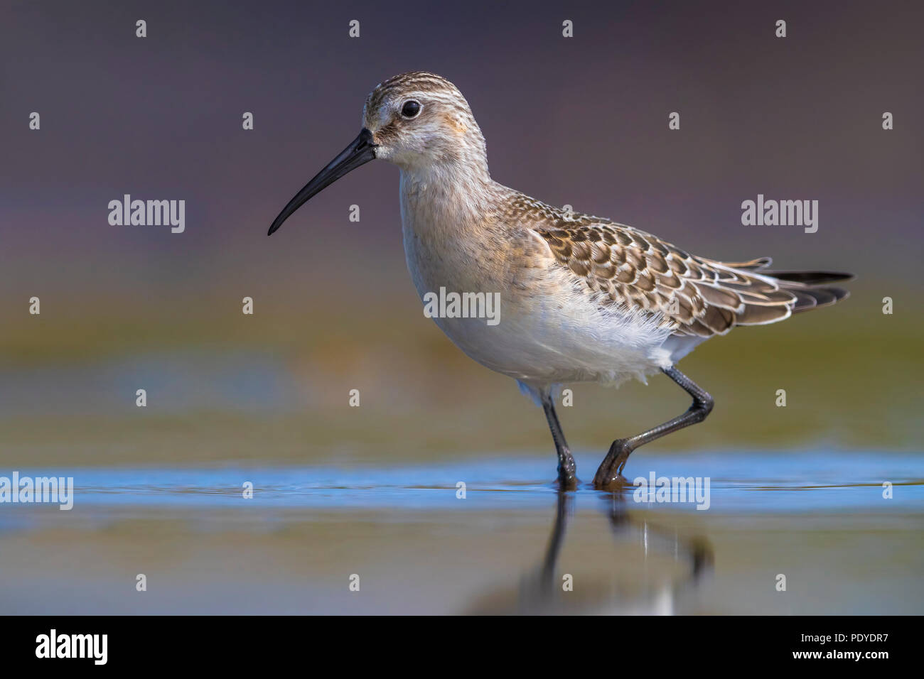 Curlew Sandpiper; Calidris ferruginea Stockfoto