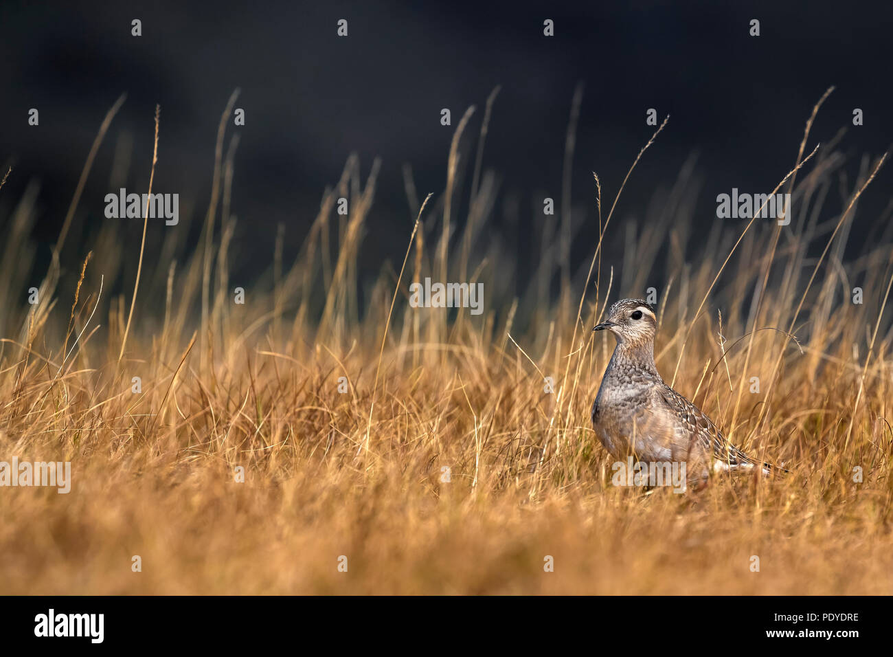 Eurasian Dotterel; Charadrius morinellus Stockfoto