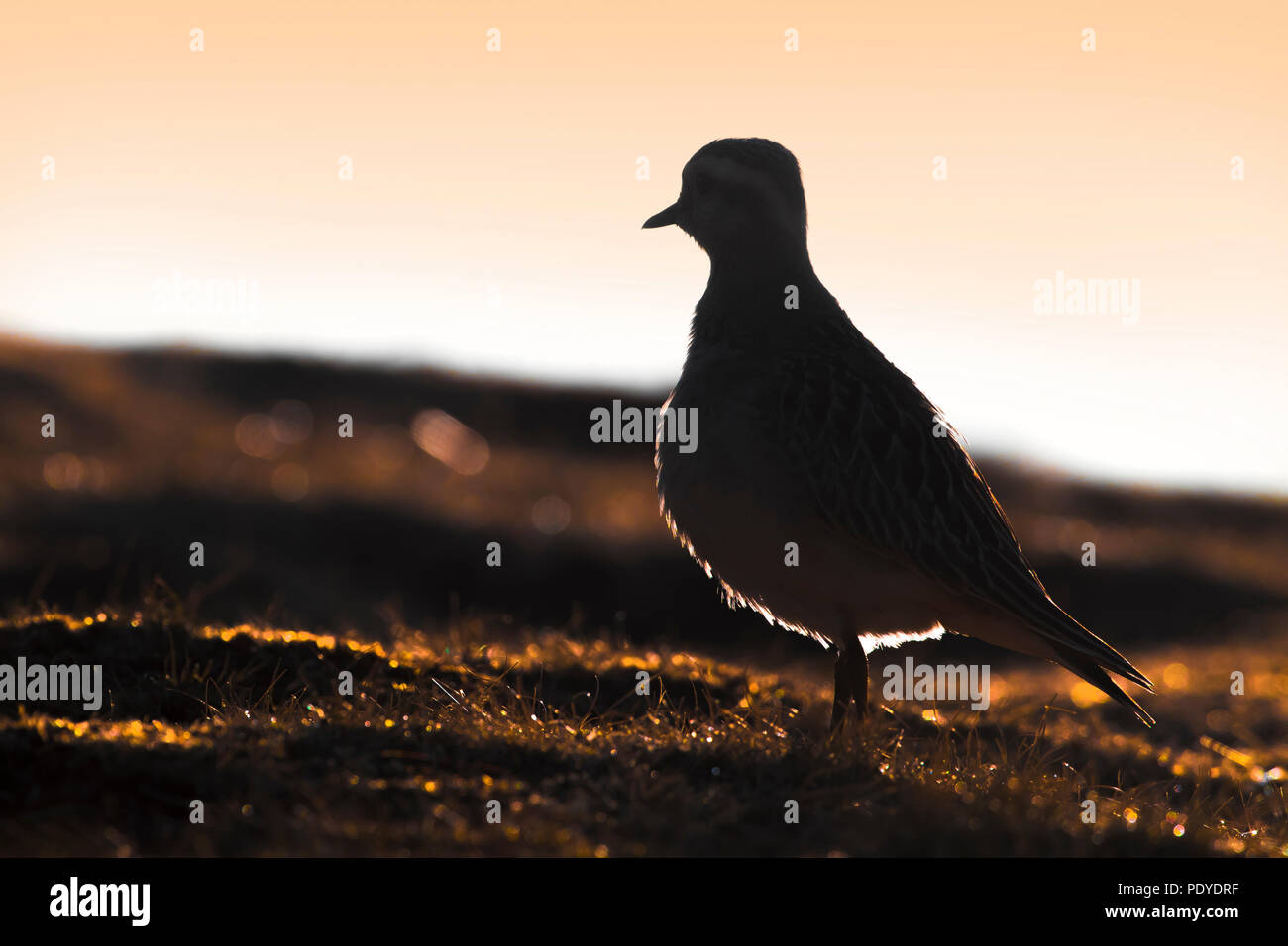 Eurasian Dotterel; Charadrius morinellus Stockfoto