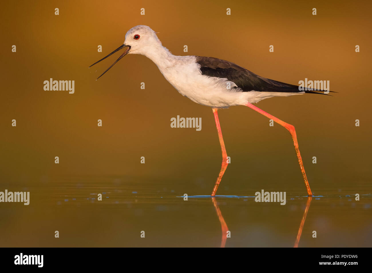 Steltkluut; Schwarz - geflügelte Stelzenläufer Himantopus himantopus; Stockfoto