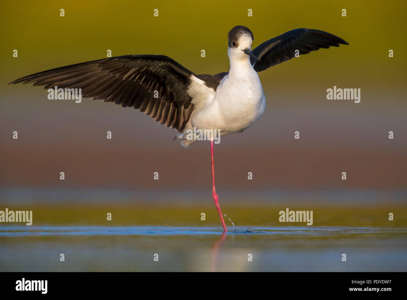 Steltkluut; Schwarz - geflügelte Stelzenläufer Himantopus himantopus; Stockfoto