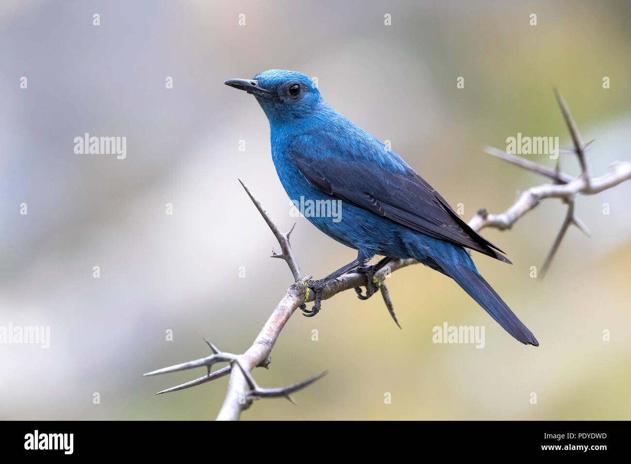 Männliche Blaumerle; Monticola solitarius Stockfoto