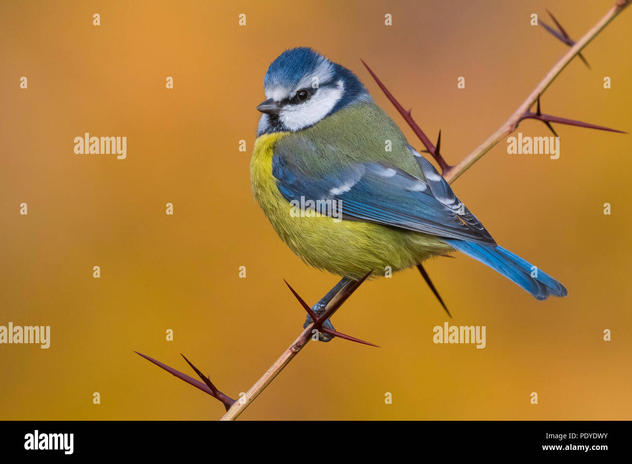 Blaumeise; Cyanistes caeruleus Stockfoto