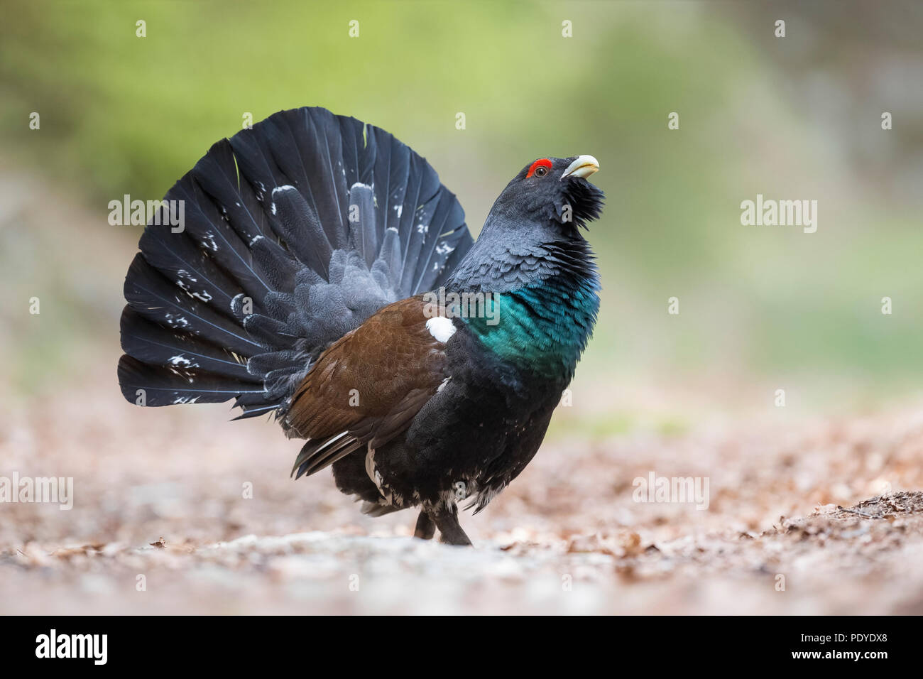 Anzeigen von männlichen Auerhahn; Tetrao urogallus Stockfoto
