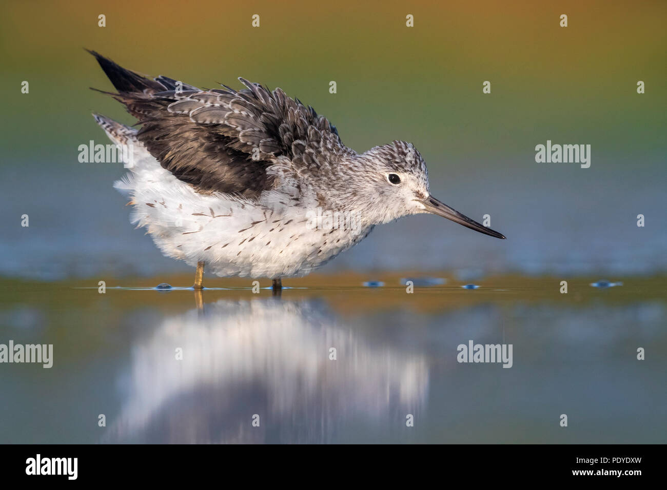 Tringa nebularia Greenshank; Stockfoto