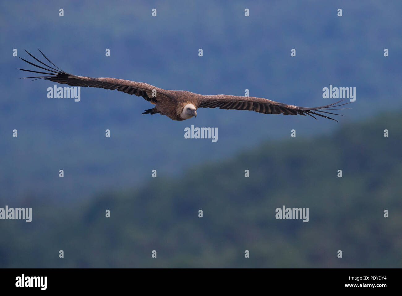 Gänsegeier (Tylose in Fulvus) Fliegen über der Schlucht Gorges du Verdon Stockfoto
