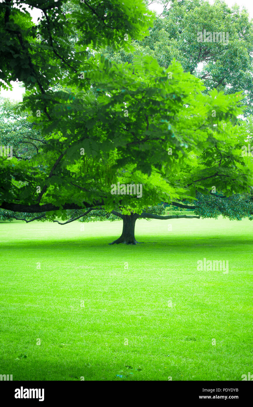 Schöne Grün der üppigen Sommer Baum und grünes Gras Stockfoto