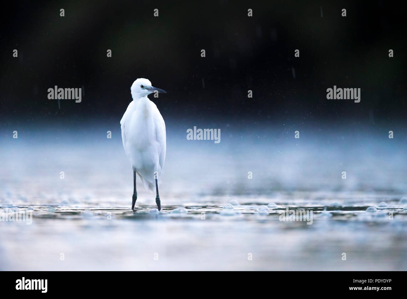 Seidenreiher (Egretta garzetta) in de Regen Stockfoto