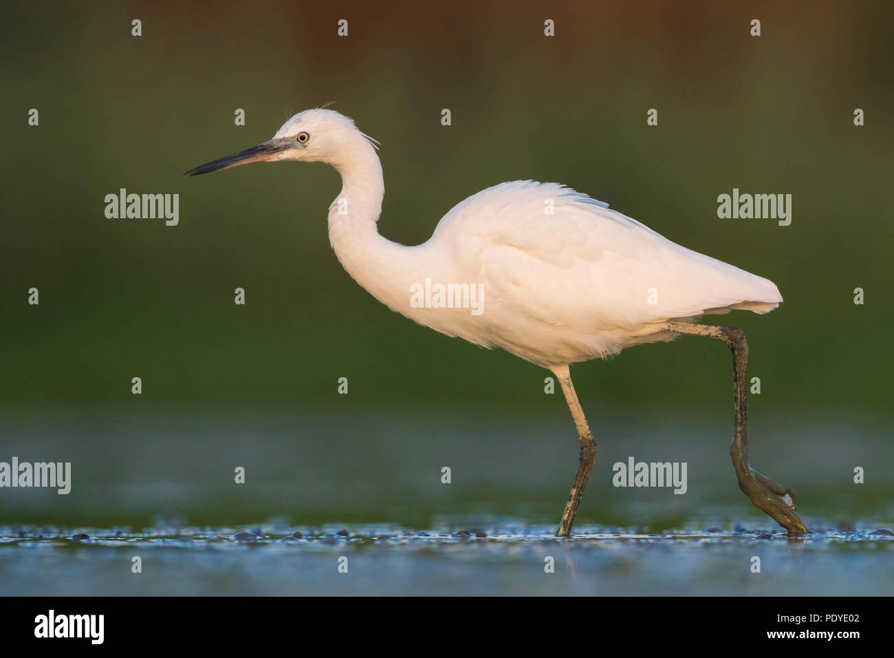 Waten Seidenreiher, Egretta garzetta Stockfoto