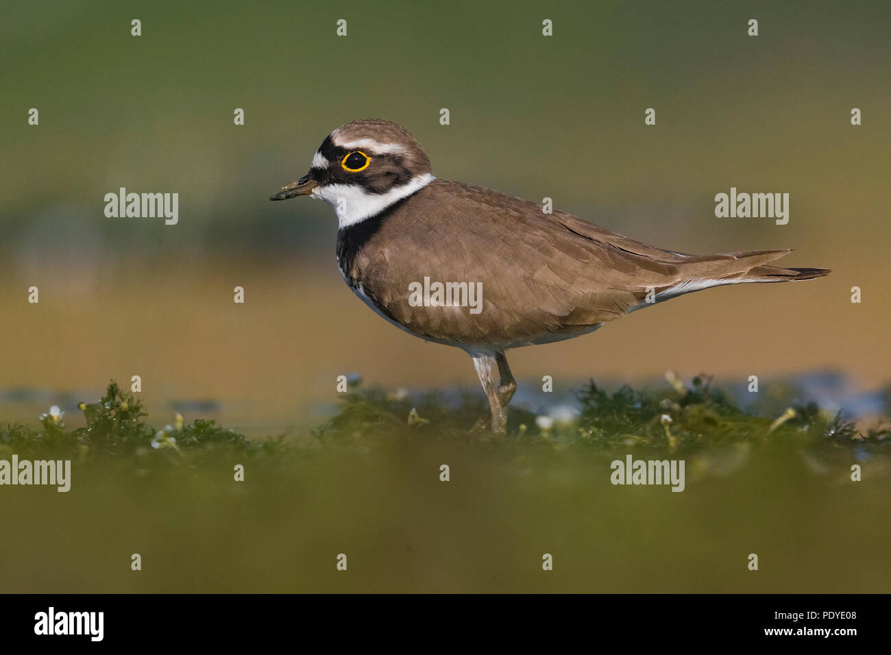 Flussregenpfeifer Charadrius dubius; Stockfoto