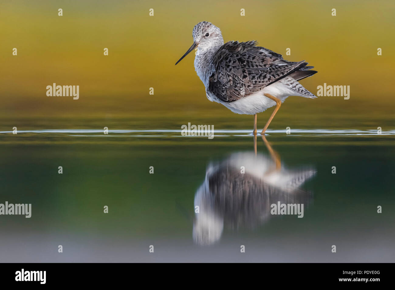 Marsh Sandpiper; Tringa stagnatilis Stockfoto